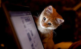 猫咪大作战内置菜单mod最新下载联机版2024无广告-猫咪大作战内置菜单mod无敌版v.7.12 猫咪大作战内置菜单mod最新下载联机版2024无广告-猫咪大作战内置菜单mod无敌版v.7.12