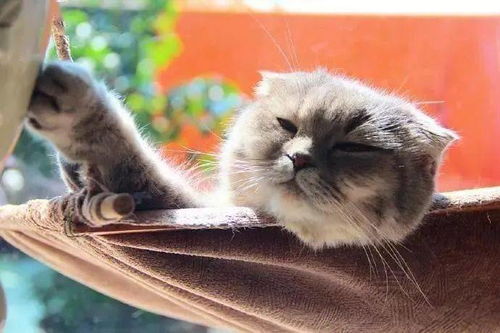 猫咪大作战监控人模组汉化版下载安装-猫咪大作战监控人模组无限金币内购版下载v.4.43